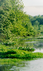 stream